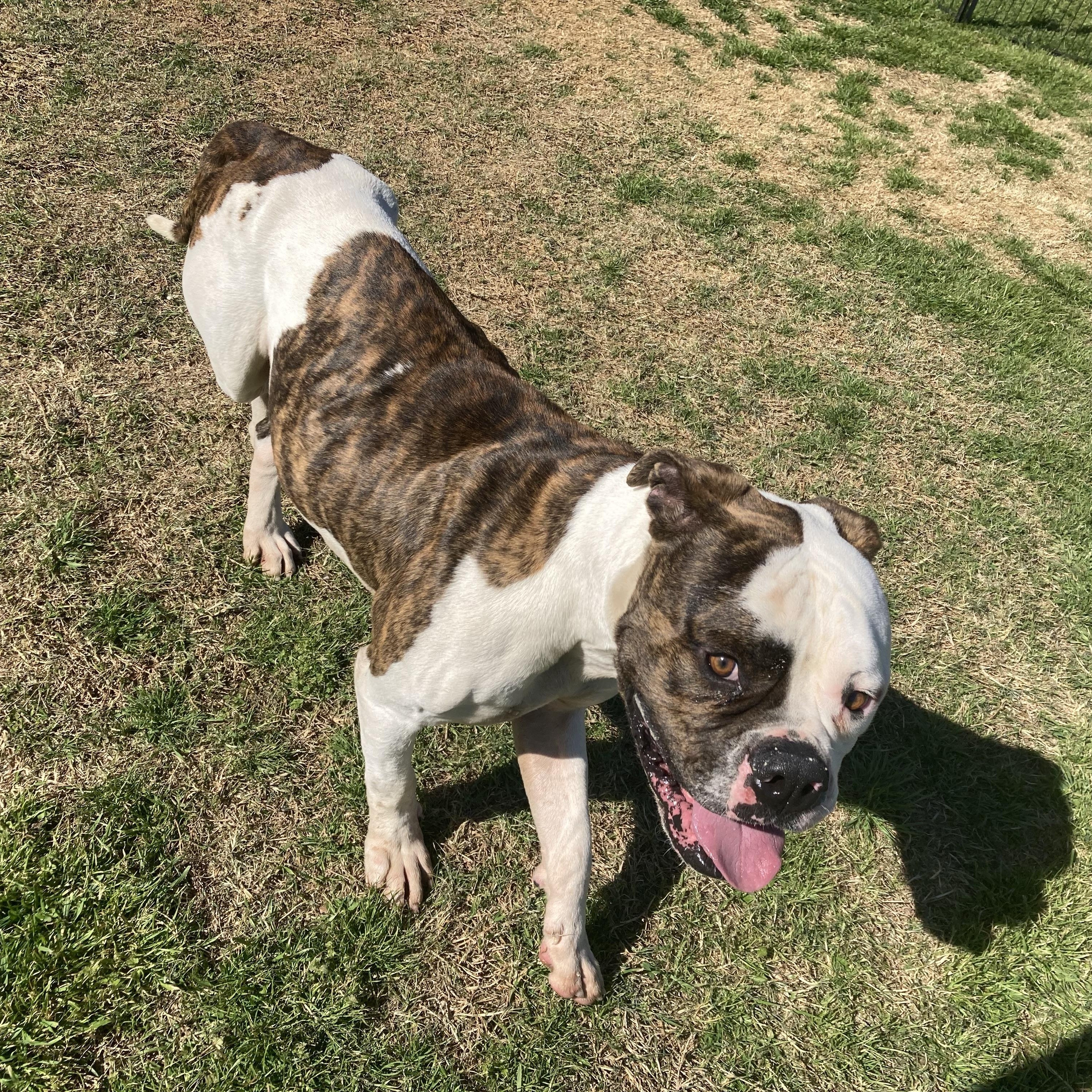 Enlarge Bowser, a Adoptable mixed breed in Albany, NY image 2/6