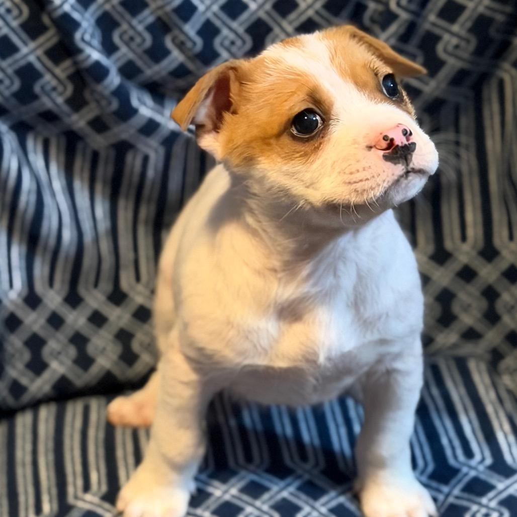 Enlarge Subway, a Adoptable Mixed Breed in Kansas City, MO image 1/1