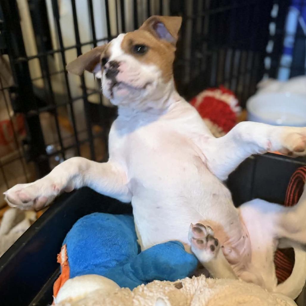 Enlarge Subway, a Adoptable Mixed Breed in Kansas City, MO image 2/6