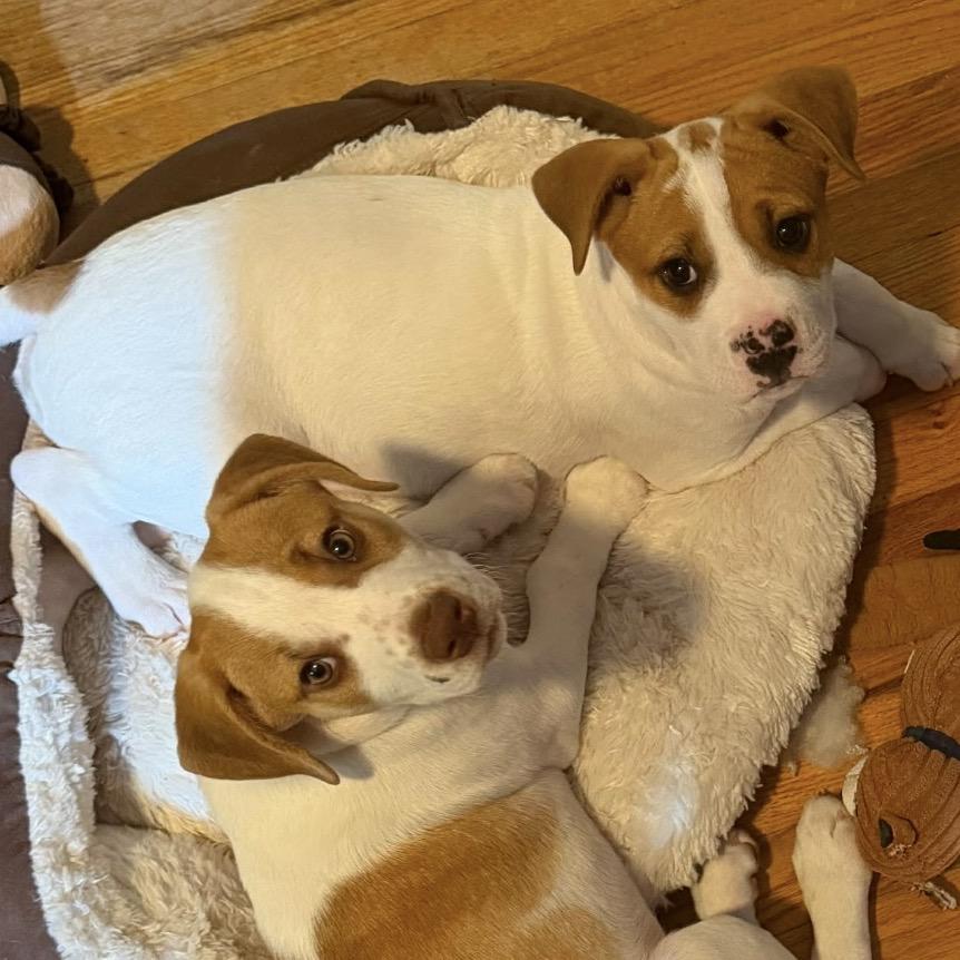 Enlarge Subway, a Adoptable Mixed Breed in Kansas City, MO image 3/6