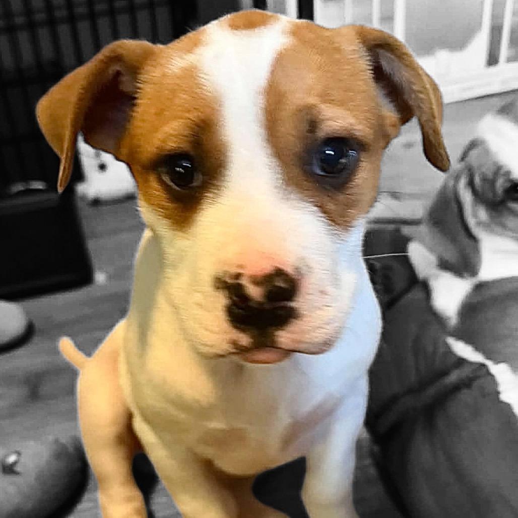 Enlarge Subway, a Adoptable Mixed Breed in Kansas City, MO image 4/6