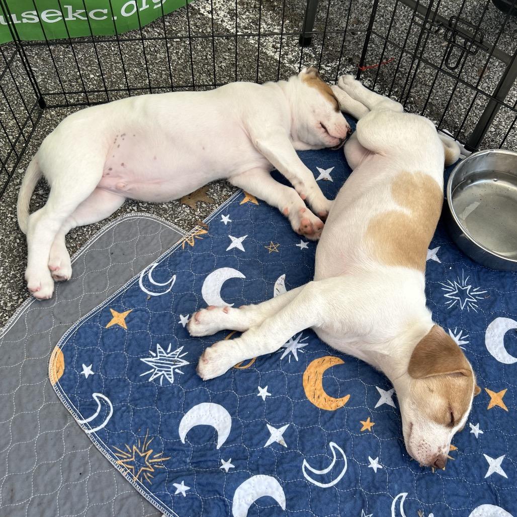 Enlarge Subway, a Adoptable Mixed Breed in Kansas City, MO image 5/6