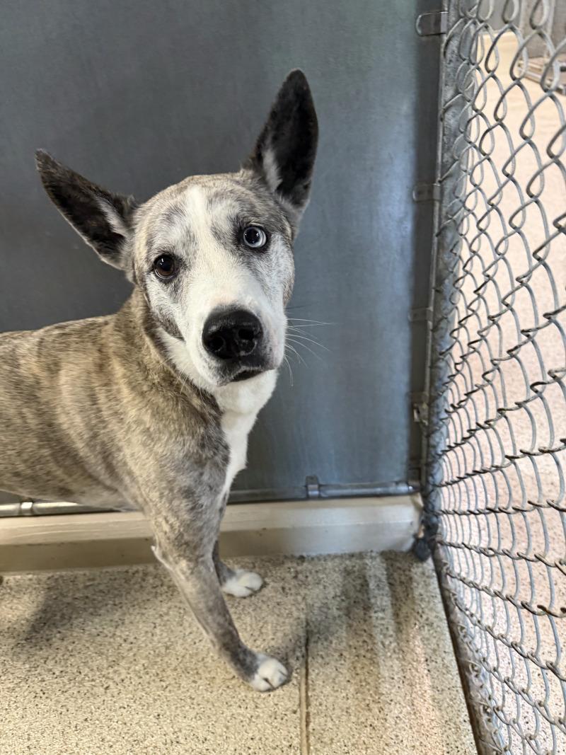 Abigail, a Adoptable Cattle Dog in Supply, NC image 2/2