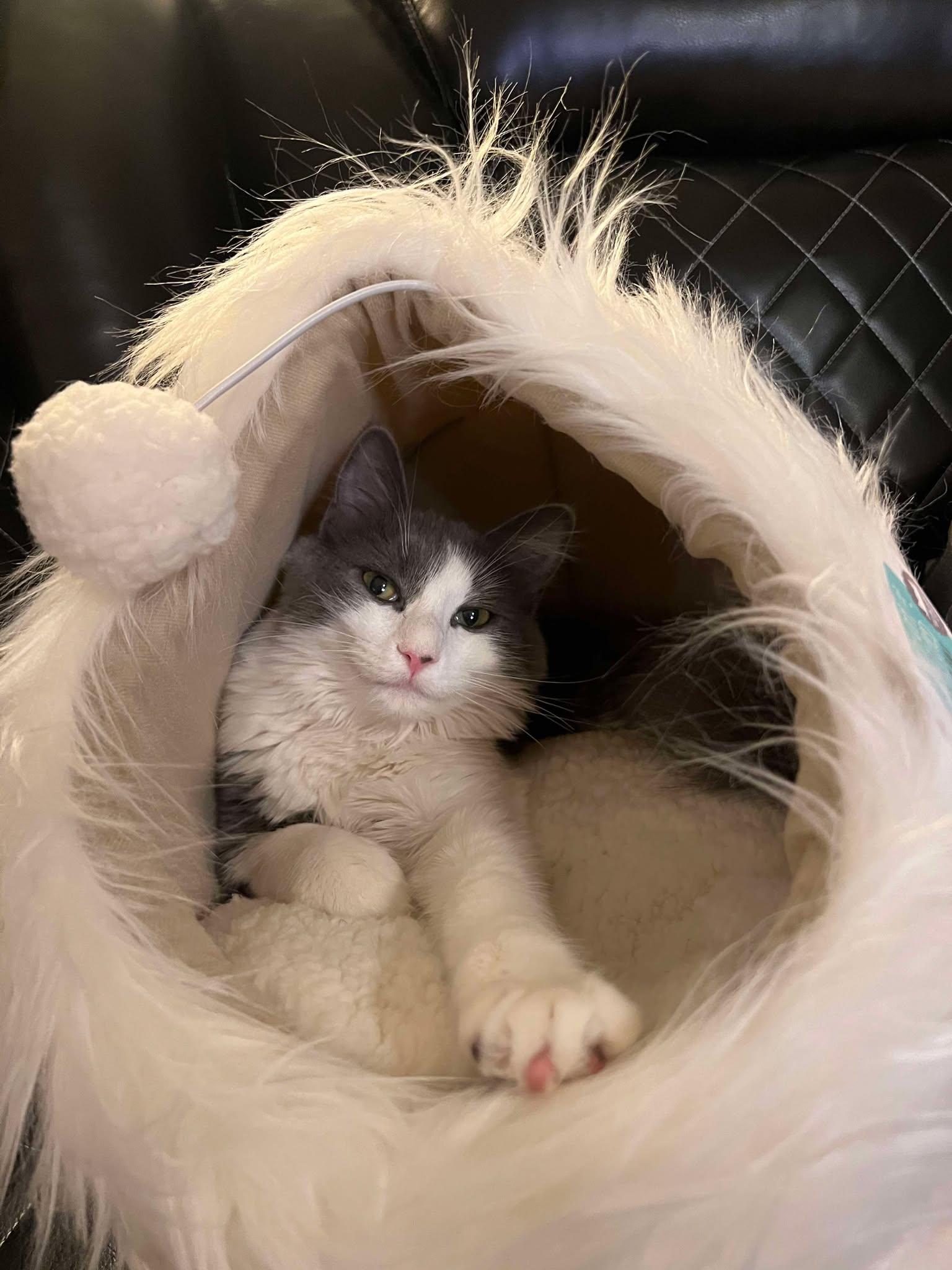 Sassy Sue, Adoptable, Young Female Calico & Domestic Medium Hair.