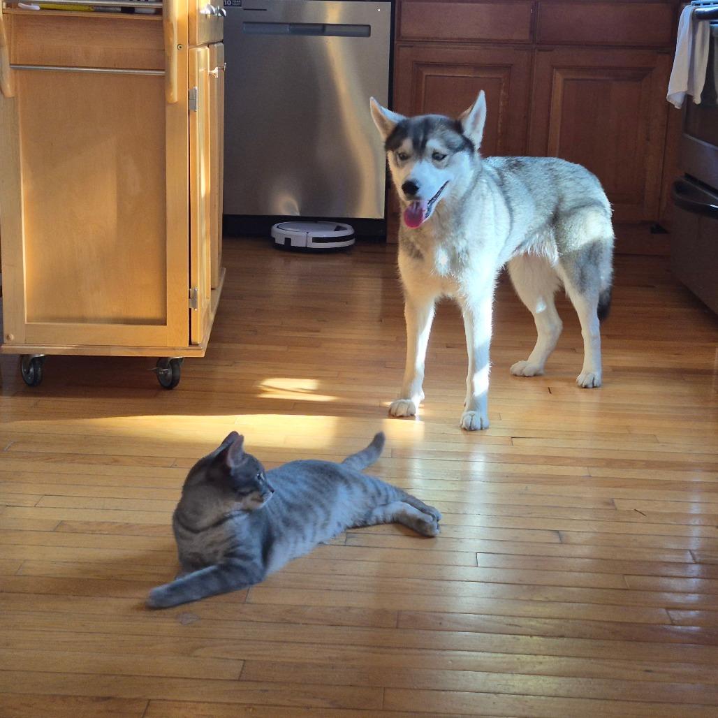 Miss Whiskers, Adoptable, Young Female Siberian Husky.