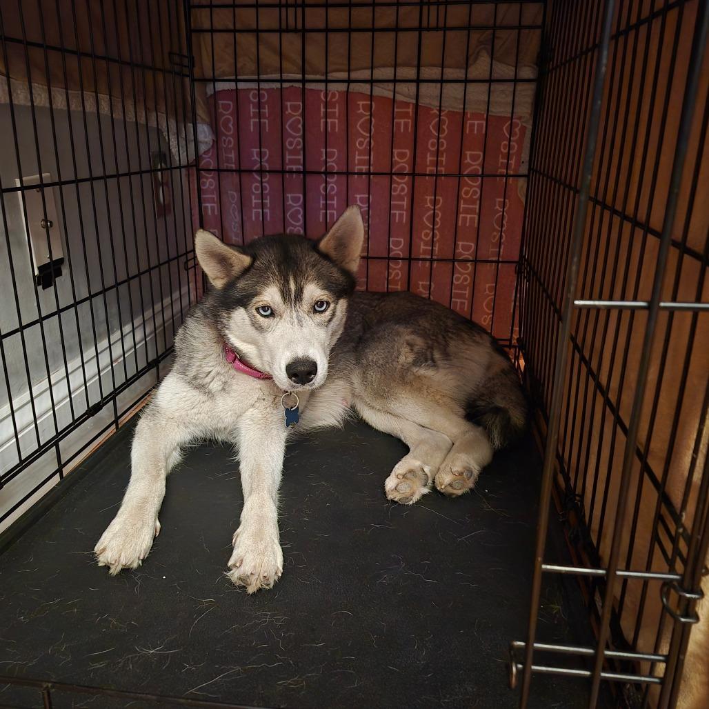 Miss Whiskers, a Adoptable Siberian Husky in St. Louis, MO image 2/6