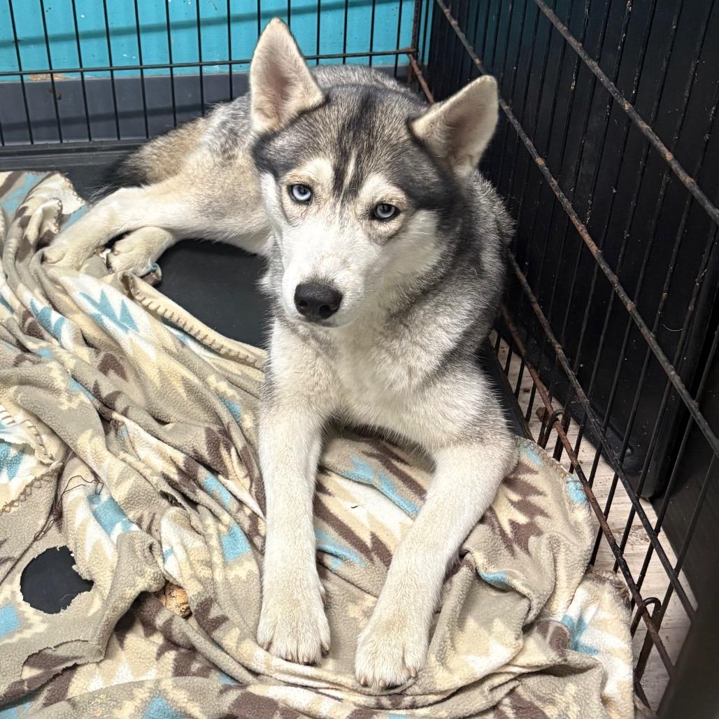 Miss Whiskers, a Adoptable Siberian Husky in St. Louis, MO image 3/6