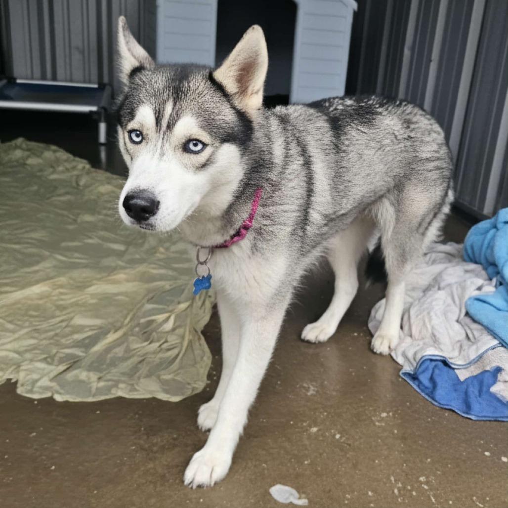Miss Whiskers, a Adoptable Siberian Husky in St. Louis, MO image 4/6