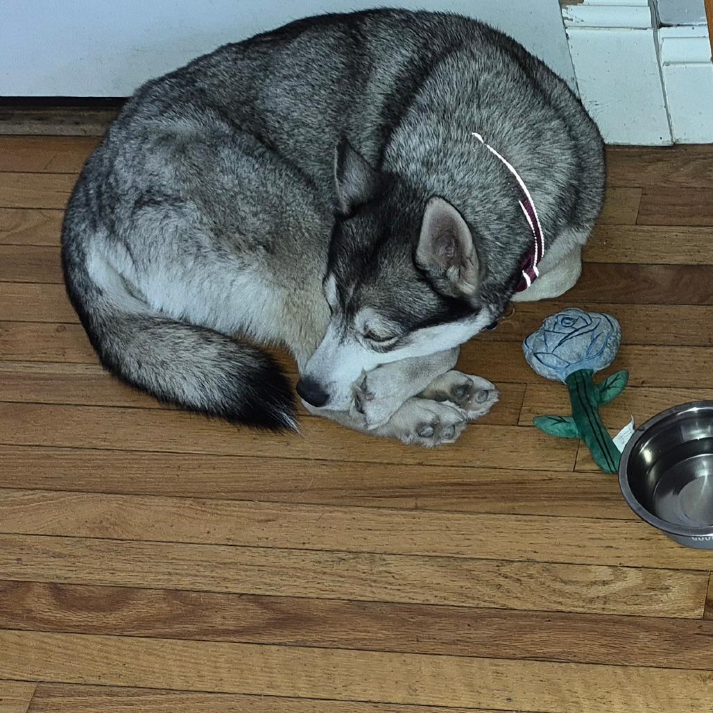 Miss Whiskers, a Adoptable Siberian Husky in St. Louis, MO image 5/6