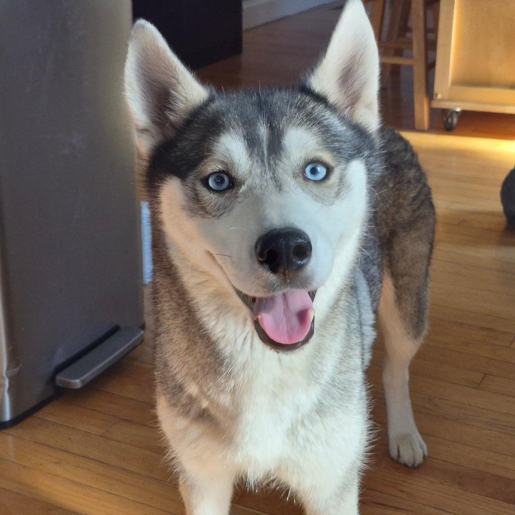 Miss Whiskers, a Adoptable Siberian Husky in St. Louis, MO image 6/6