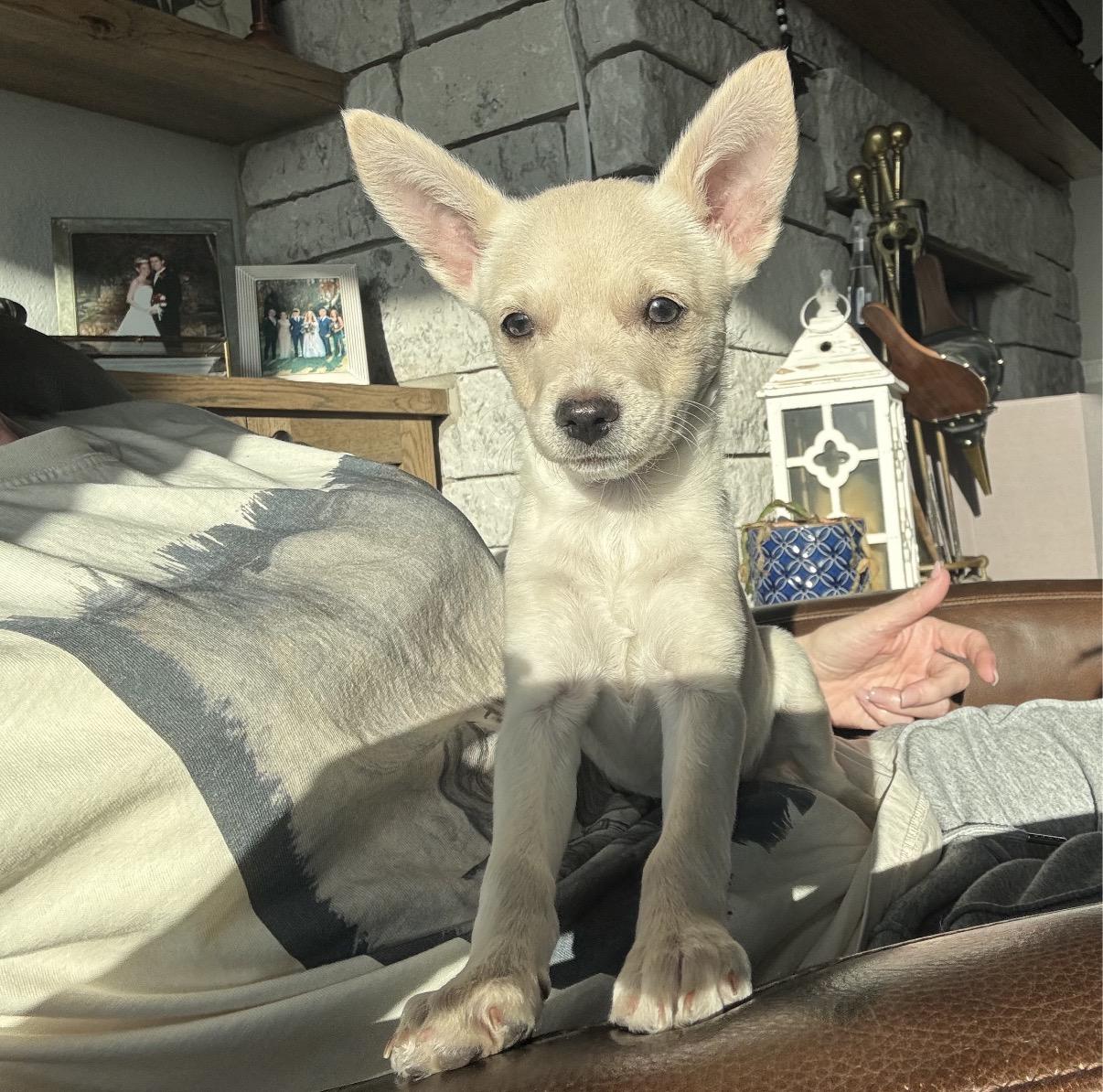 Enlarge Pixie, a ADOPTABLE mixed breed in San Antonio, TX image 2/4