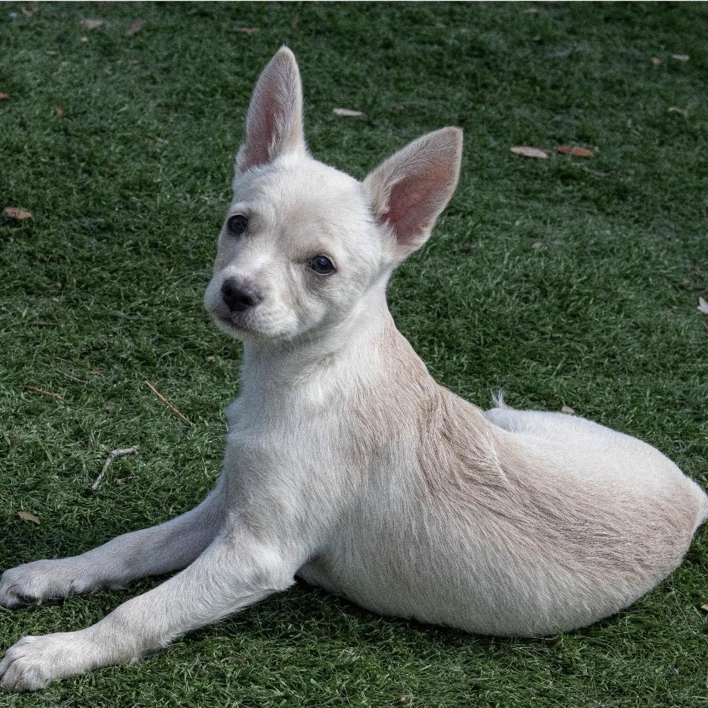 Enlarge Pixie, a ADOPTABLE mixed breed in San Antonio, TX image 1/4