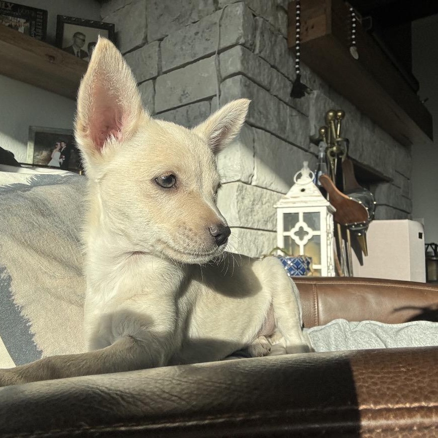 Enlarge Pixie, a ADOPTABLE mixed breed in San Antonio, TX image 4/4