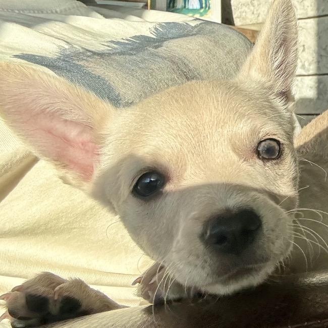 Enlarge Pixie, a ADOPTABLE mixed breed in San Antonio, TX image 3/4