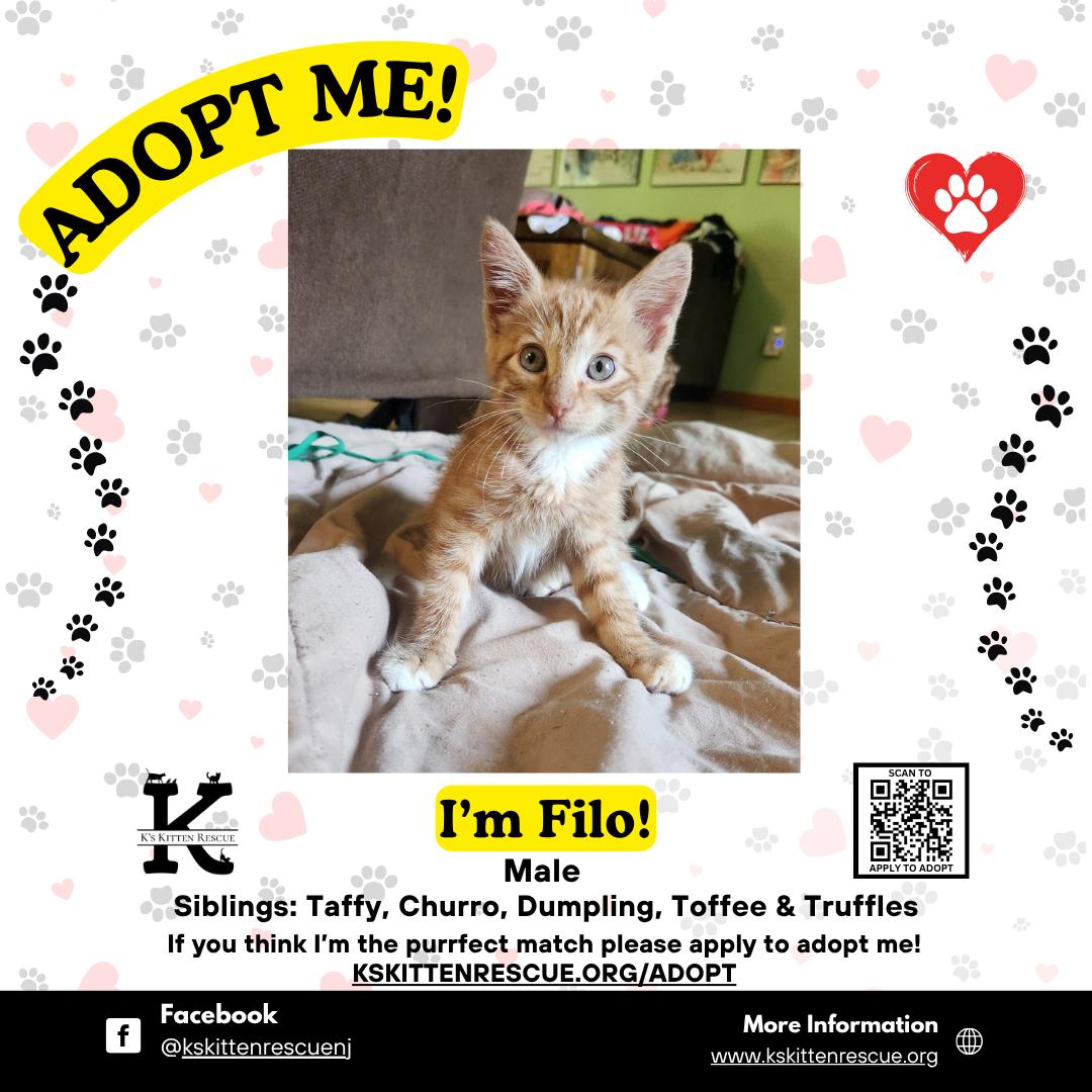 Enlarge Filo, a ADOPTABLE Domestic Short Hair in Brick, NJ image 1/1