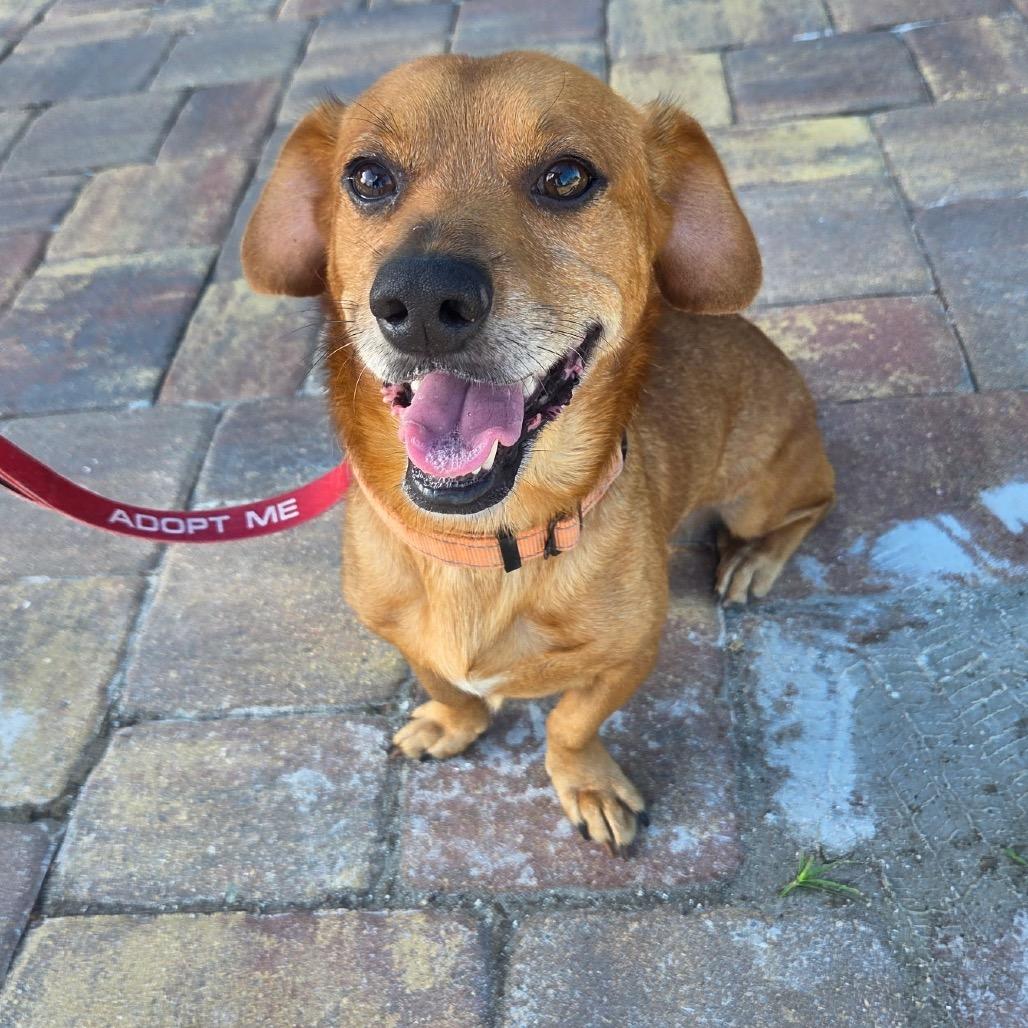 Oscar, Adoptable, Adult Male Mixed Breed.