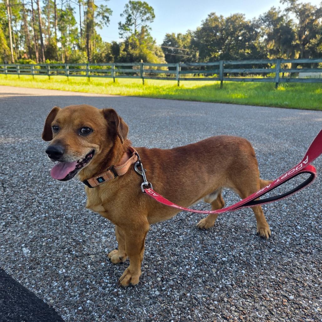 Enlarge Oscar, a Adoptable Mixed Breed in North Port, FL image 2/2