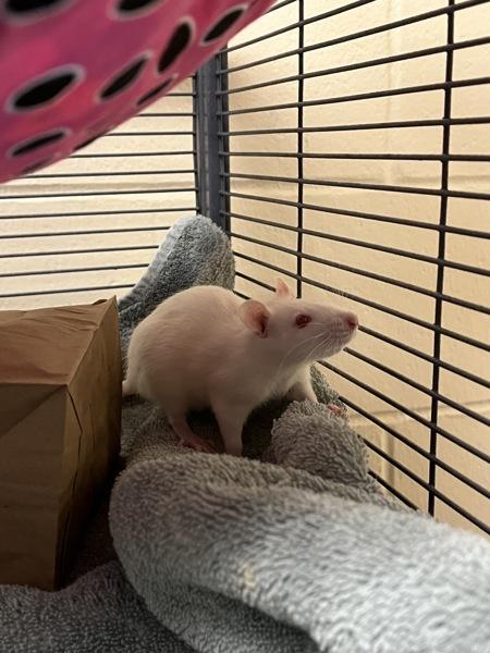 Oak - Companion To  Poinsettia, Adoptable, Baby Female Rat.