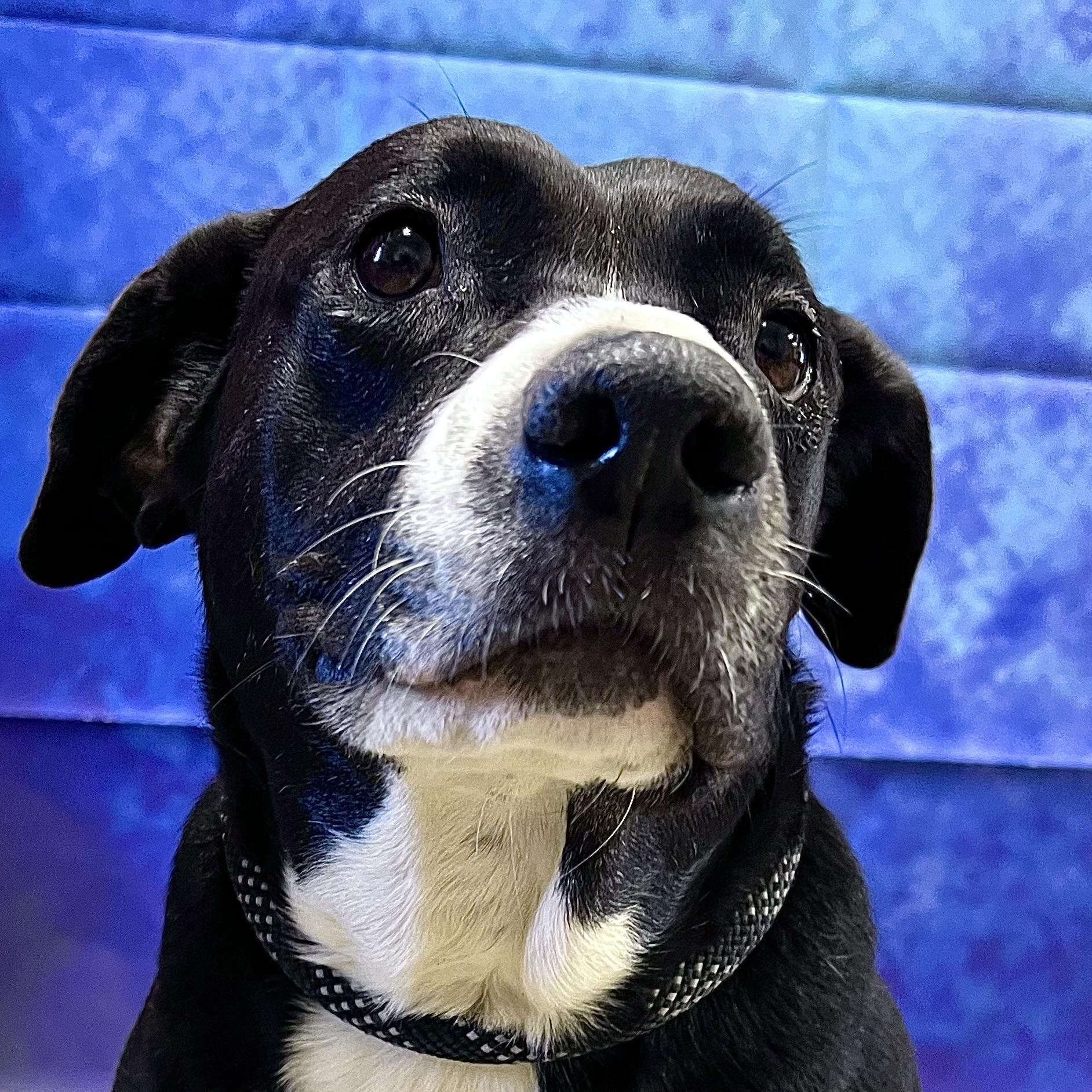 Shylo **NO FEE** (Sponsored by Figueroa’s Construction), an adoptable mixed breed in Fairmont, MN image 2/6