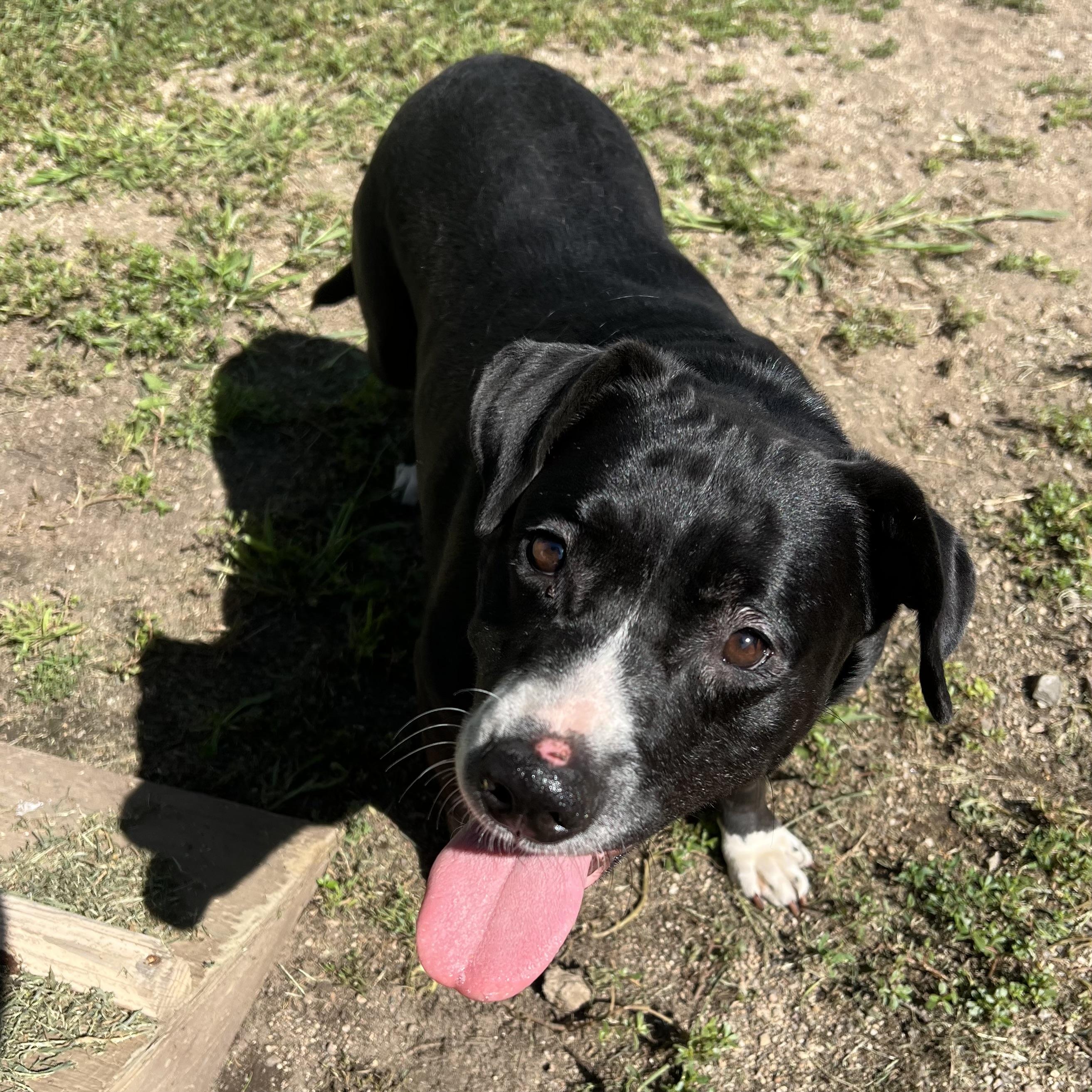 Shylo **NO FEE** (Sponsored by Figueroa’s Construction), an adoptable mixed breed in Fairmont, MN image 5/6