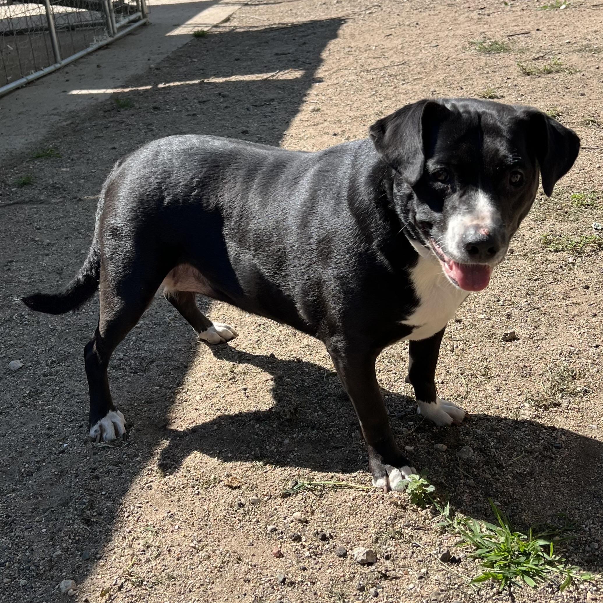 Shylo **NO FEE** (Sponsored by Figueroa’s Construction), an adoptable mixed breed in Fairmont, MN image 6/6