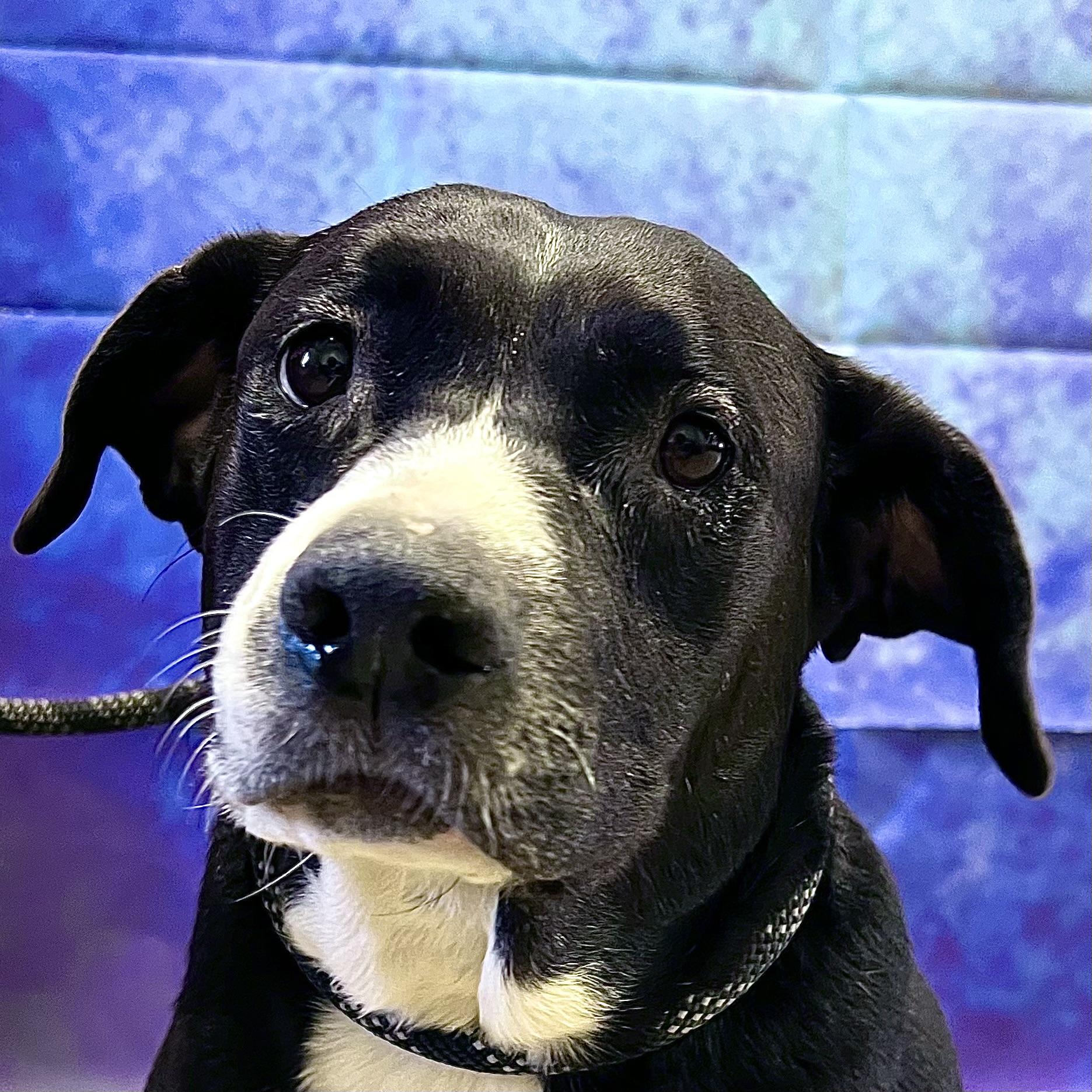 Shylo **NO FEE** (Sponsored by Figueroa’s Construction), an adoptable mixed breed in Fairmont, MN image 1/6