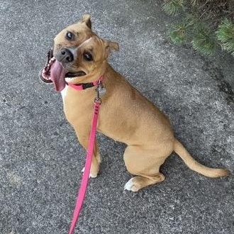 Popcorn, Adoptable, Adult Female Boxer & American Bully.