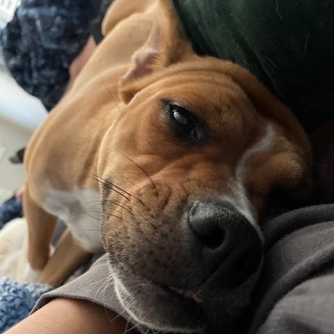 Enlarge Popcorn, a Adoptable mixed breed in Seattle, WA image 3/6