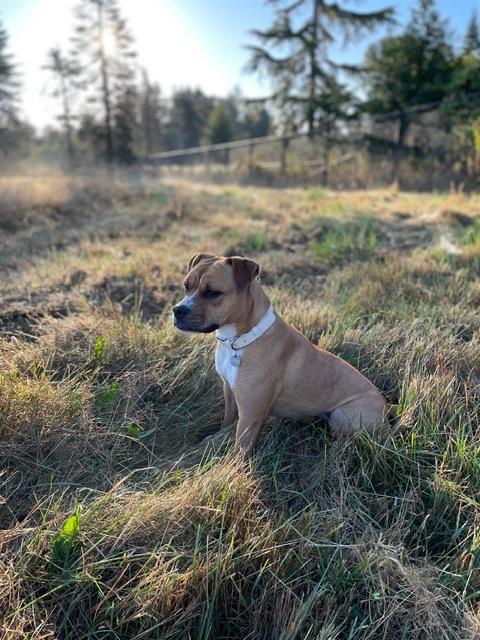 Enlarge Popcorn, a Adoptable mixed breed in Seattle, WA image 4/6