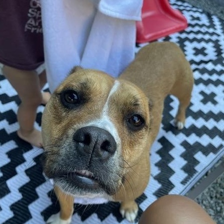 Enlarge Popcorn, a Adoptable mixed breed in Seattle, WA image 2/6