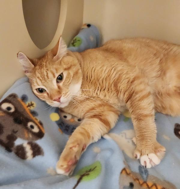 Krakatoa, Adoptable, Adult Male Domestic Short Hair.