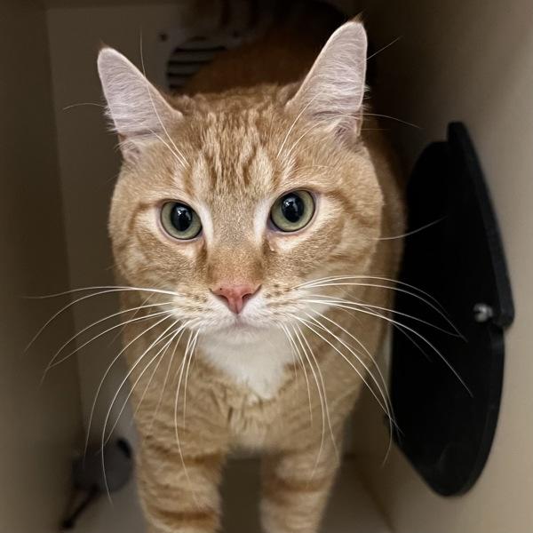 Enlarge Krakatoa, a Adoptable mixed breed in Silverdale, WA image 2/3