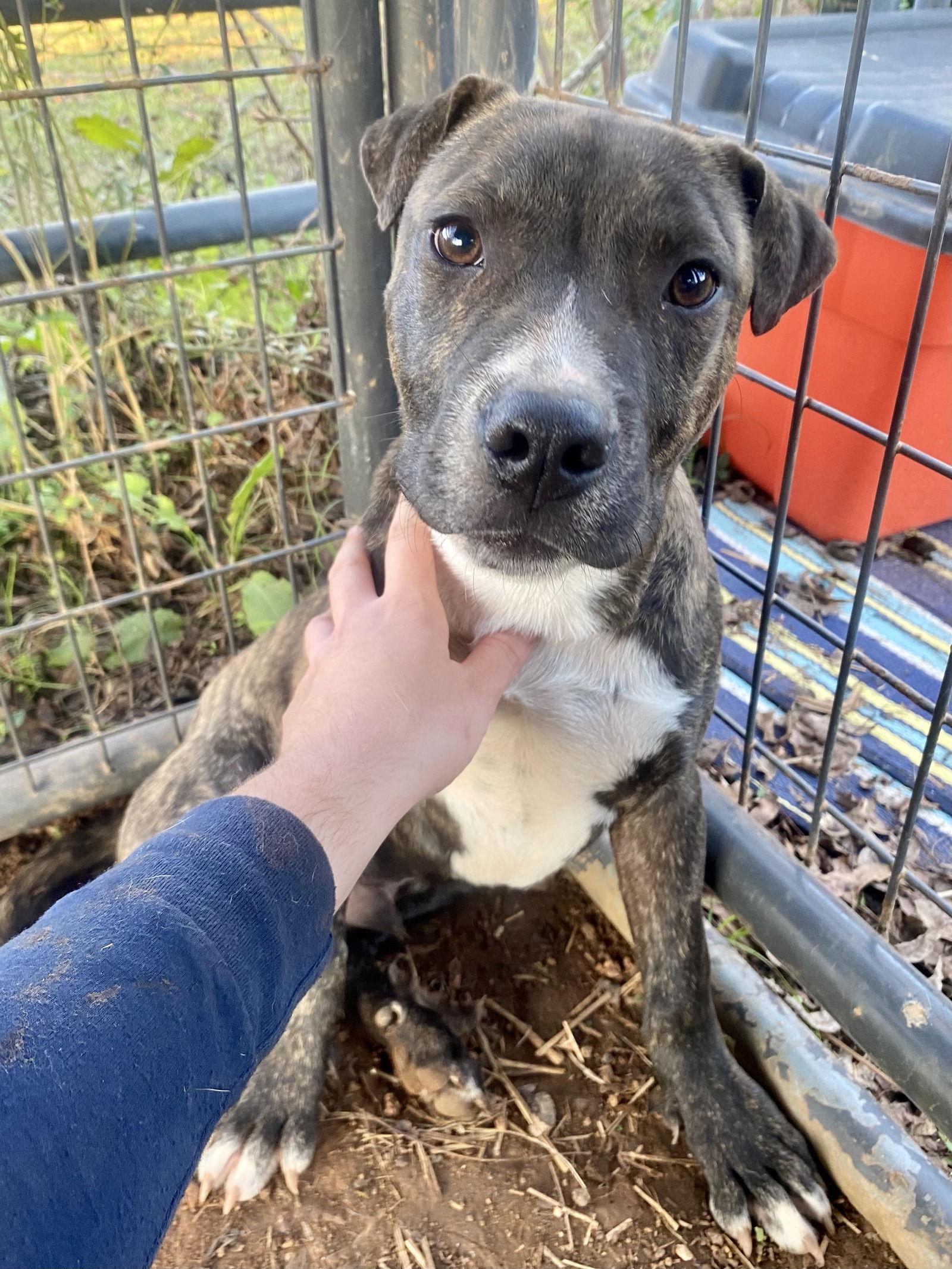 Nico, Adoptable, Young Male Mixed Breed.