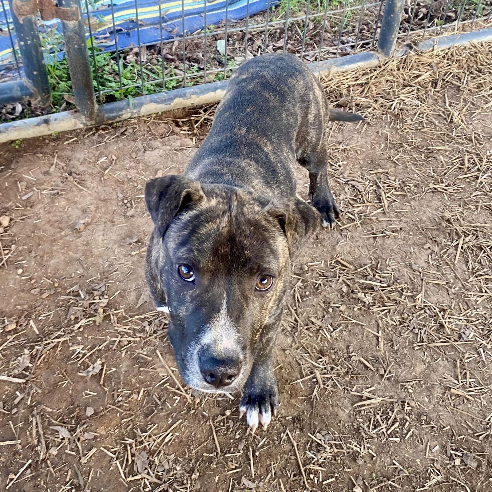 Nico, a Adoptable Mixed Breed in Mc Cormick, SC image 2/3