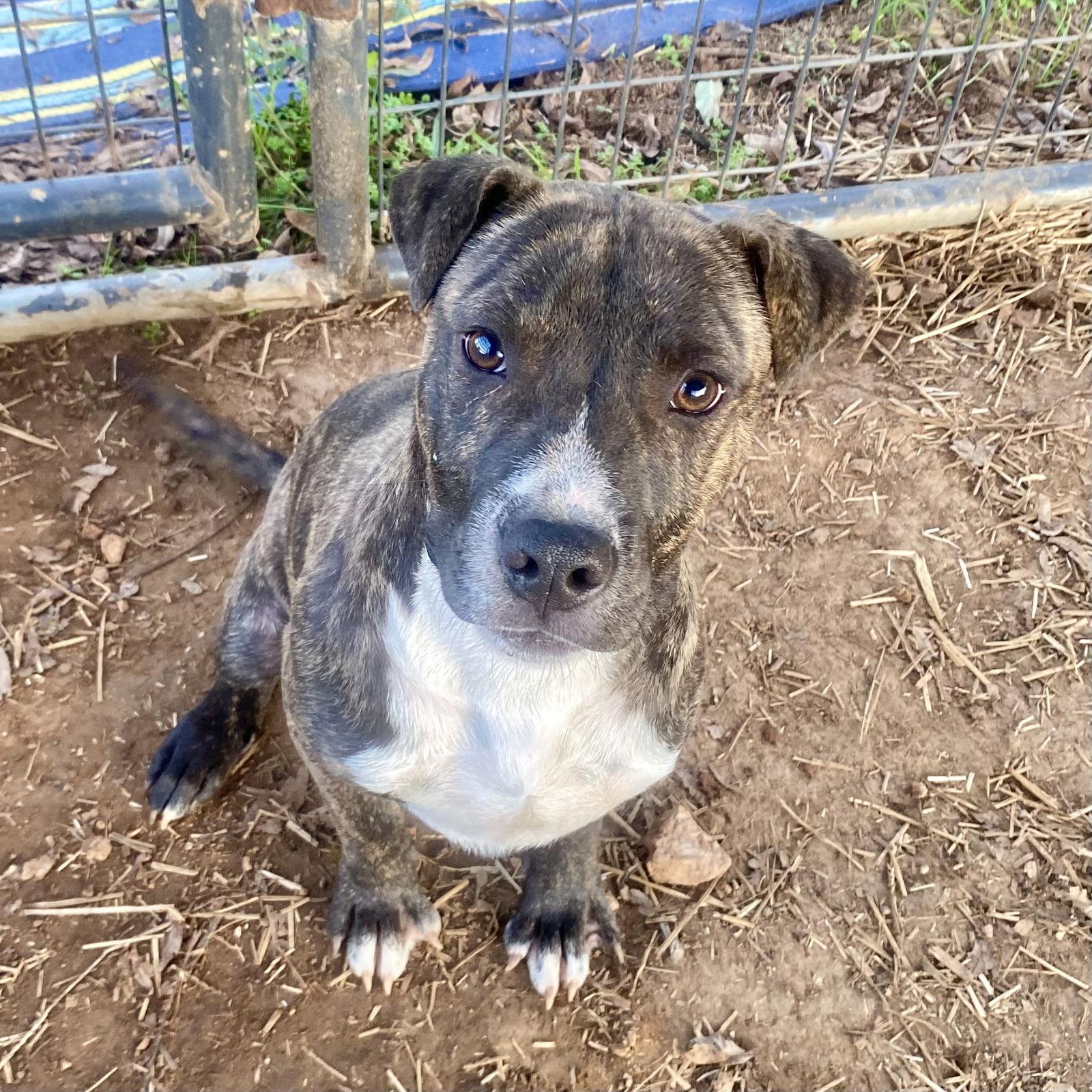 Nico, a Adoptable Mixed Breed in Mc Cormick, SC image 3/3