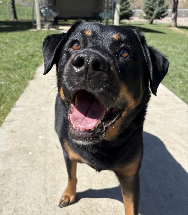 Moose, Adoptable, Adult Male Rottweiler.