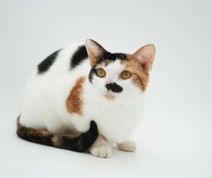 Lucy, Adoptable, Young Female Domestic Short Hair & Domestic Short Hair.