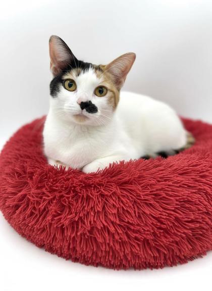 Enlarge Lucy, a Adoptable mixed breed in Bowling Green, KY image 2/3