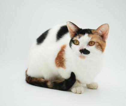 Enlarge Lucy, a Adoptable mixed breed in Bowling Green, KY image 3/3