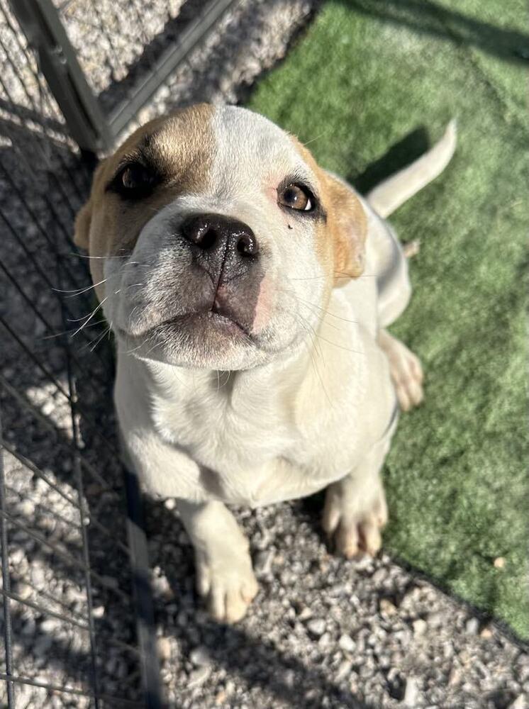 Okafor, Adoptable, Young Female Basenji & Pit Bull Terrier.