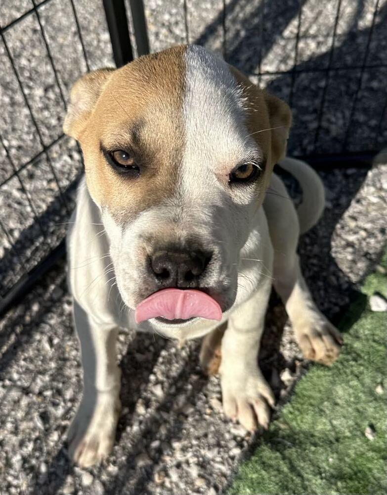 Enlarge Okafor, a Adoptable mixed breed in Evansville, IN image 2/2