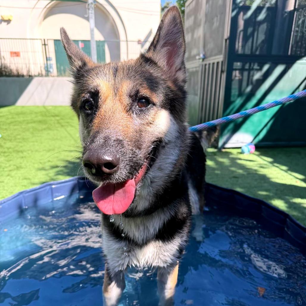 Enlarge Zelma, a Adoptable mixed breed in Pasadena, CA image 1/2