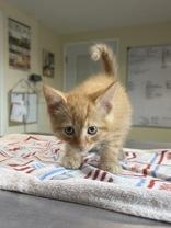 Shinx, an adopted Domestic Short Hair in Potsdam, NY image 3/3