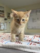 Shinx, an adopted Domestic Short Hair in Potsdam, NY image 2/3