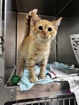 Shinx, adopted, Young Male Domestic Short Hair.