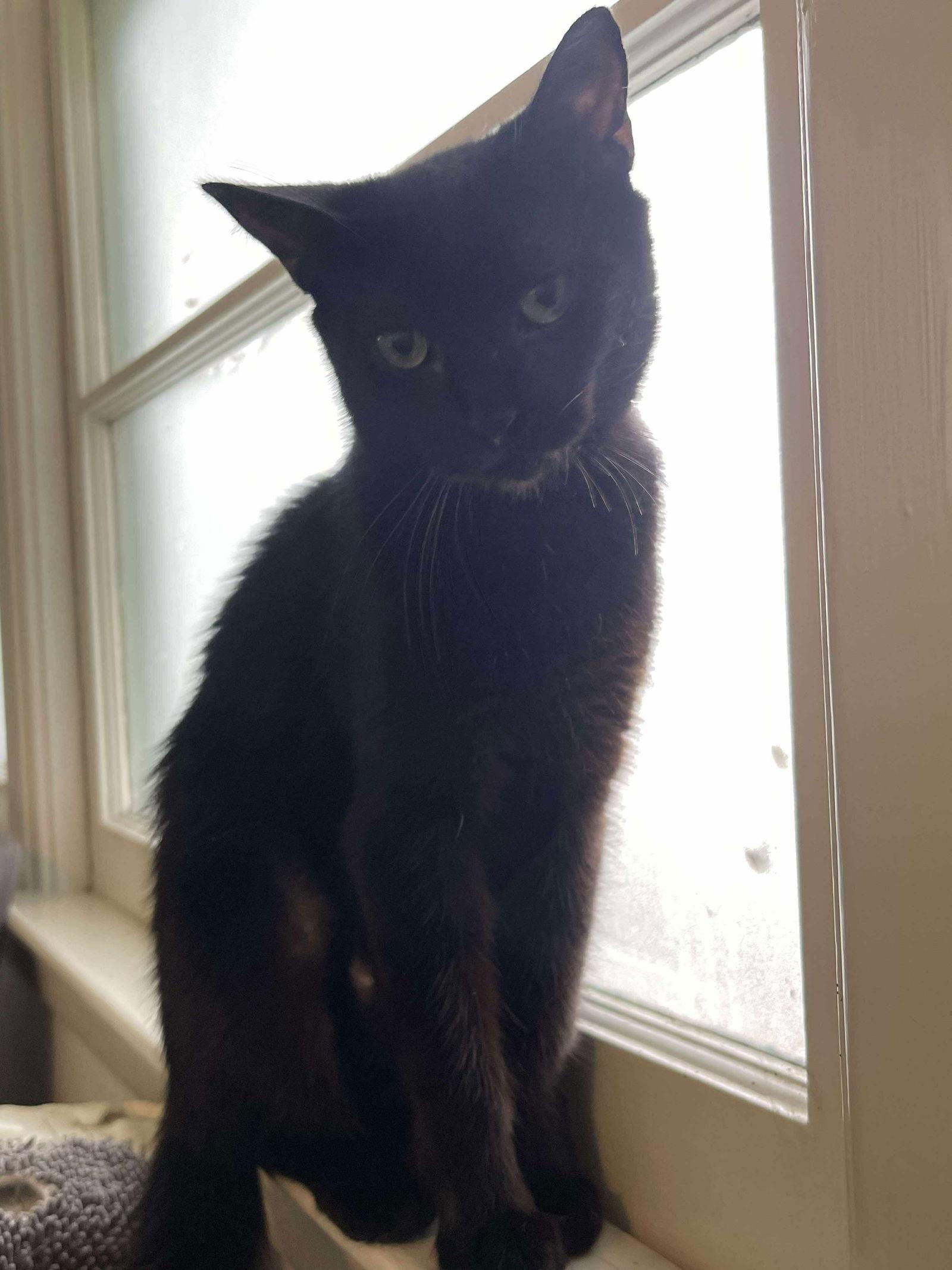 Elowen-adoption fee sponsored, Adoptable, Adult Female Domestic Short Hair.