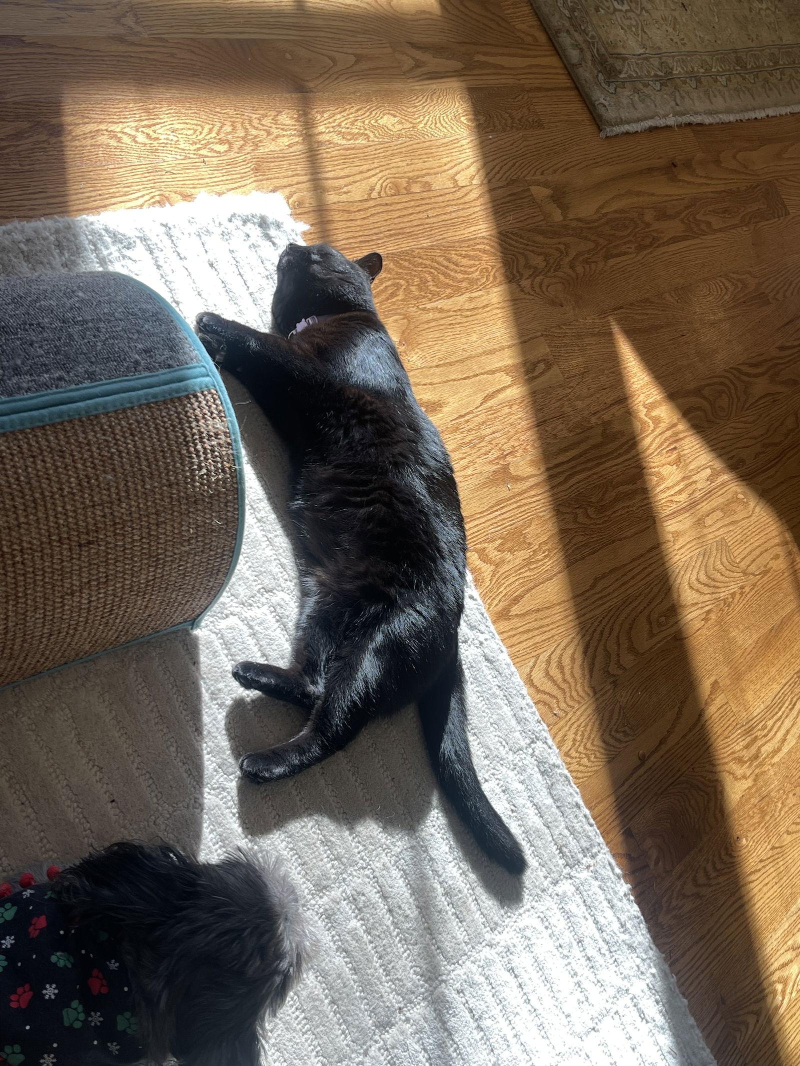 Enlarge Elowen-adoption fee sponsored, a Adoptable Domestic Short Hair in Mount Pleasant, SC image 2/3