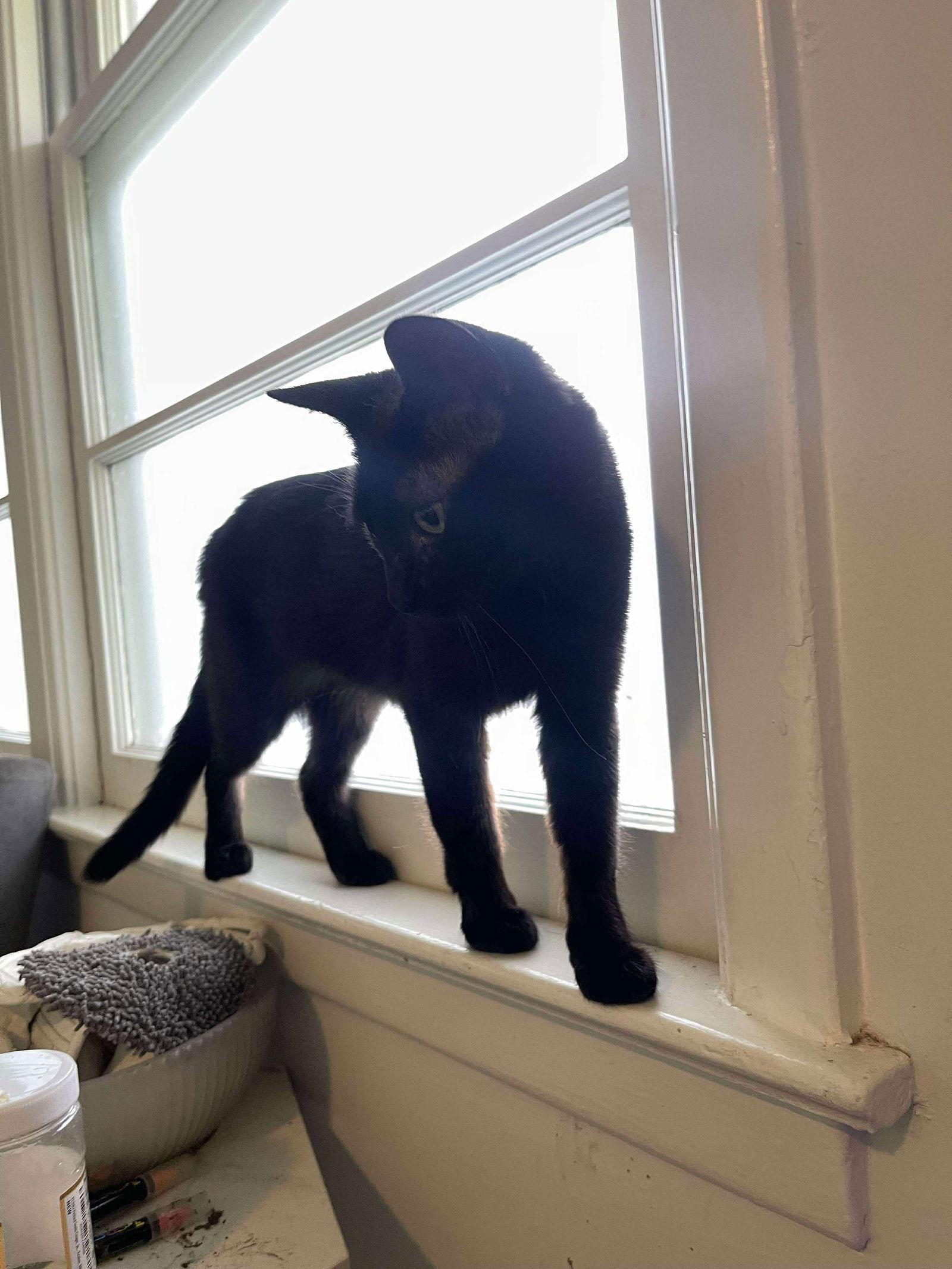 Enlarge Elowen-adoption fee sponsored, a Adoptable Domestic Short Hair in Mount Pleasant, SC image 3/3