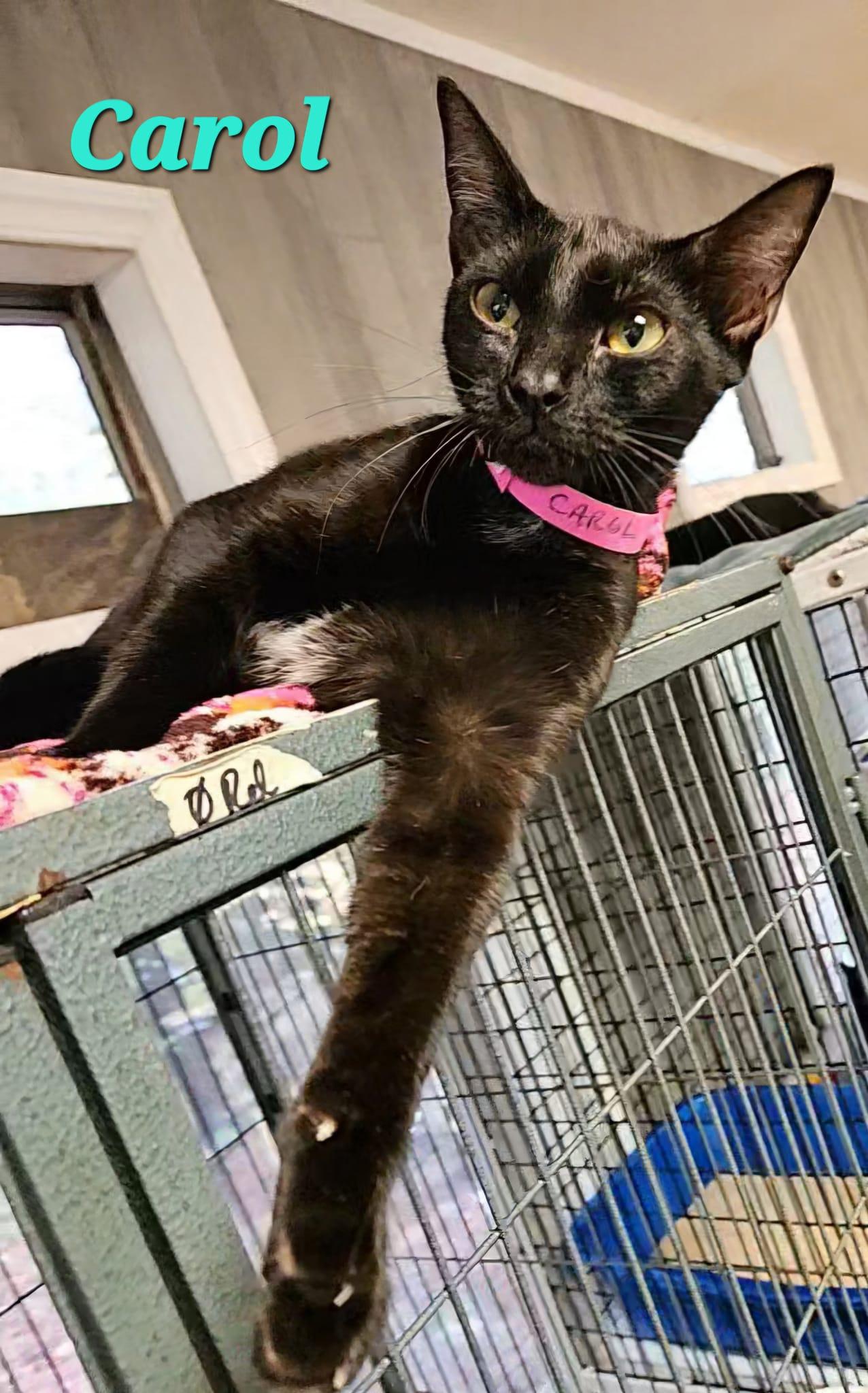 Carol, Adult Female Domestic Short Hair