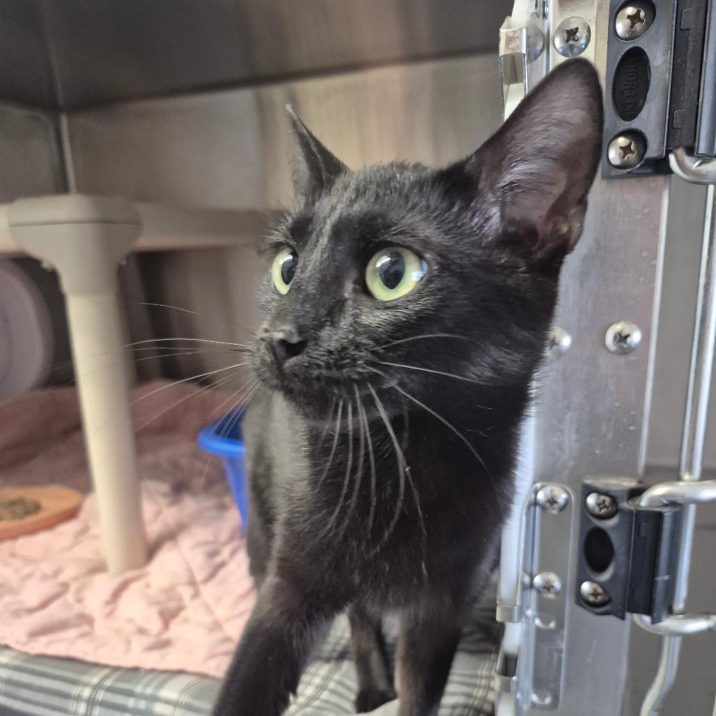 Summer, Adoptable, Young Female Domestic Short Hair.